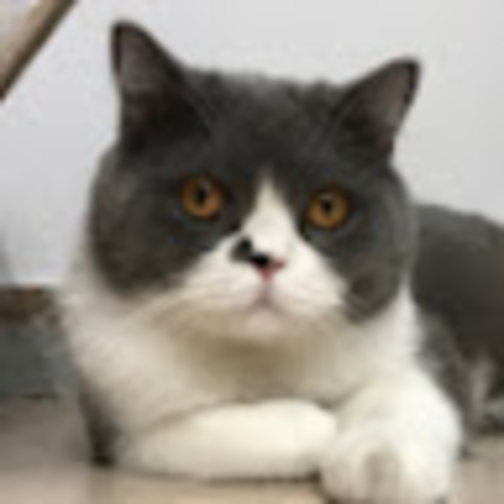 Meet your Posher, Alice
